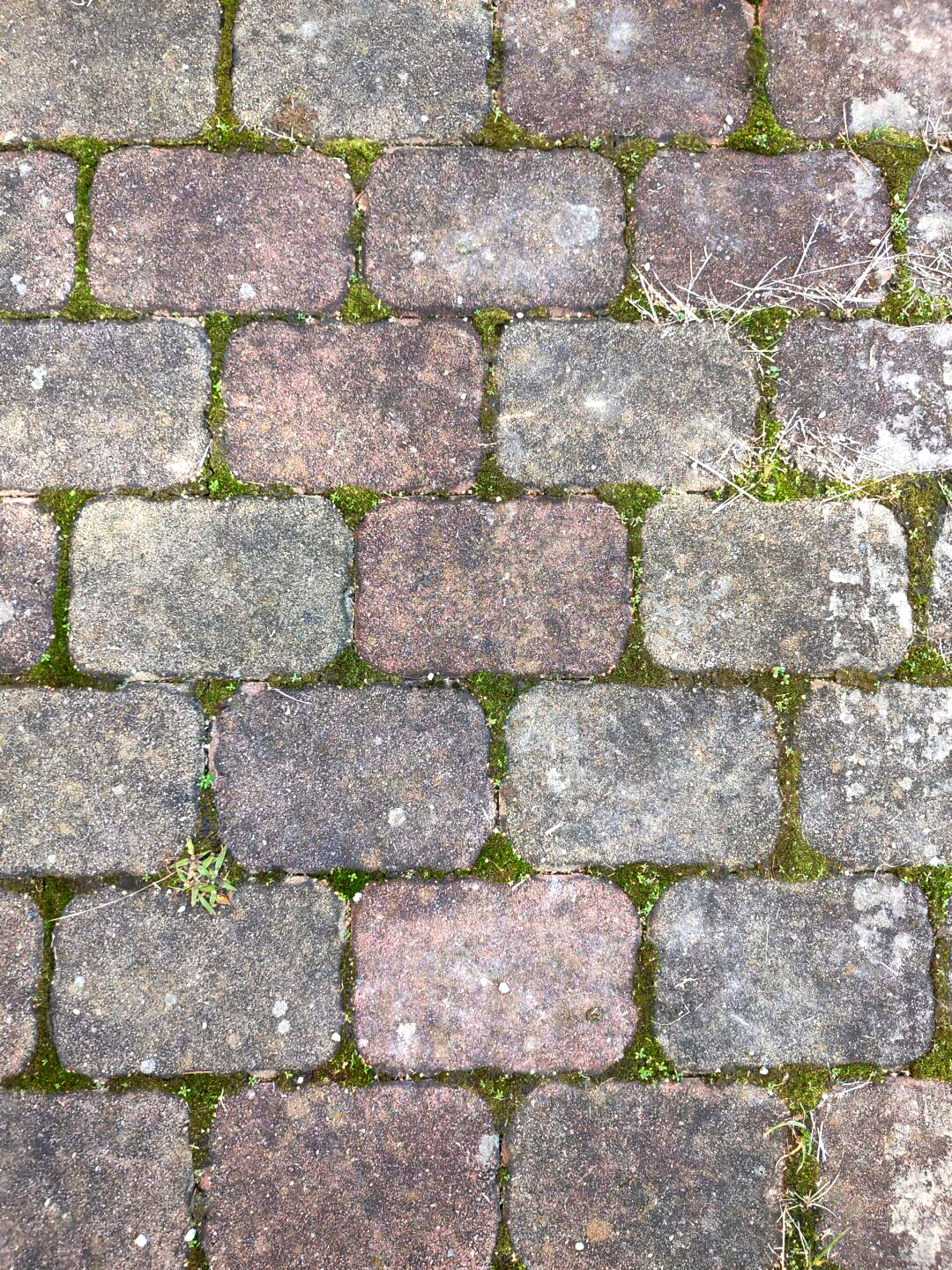 Close-up of weathered rectangular cobblestones with moss and small plants growing between them.